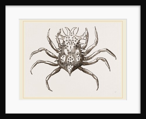 Criocarcinus superciliosus by Anonymous