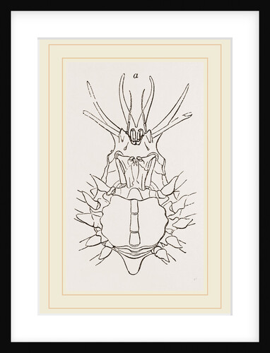 Stenocinops cervicornis by Anonymous
