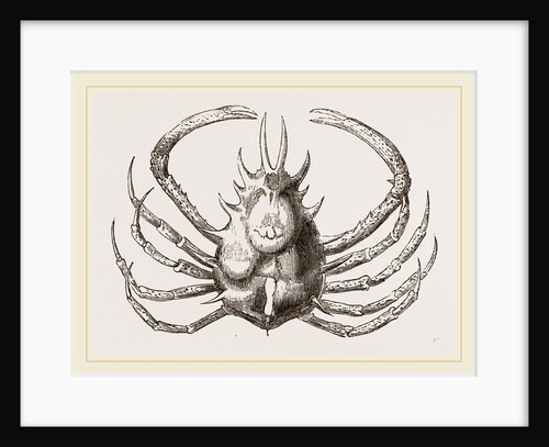 Pericera cornuta by Anonymous