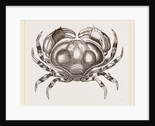 Hepatus fasciatus by Anonymous