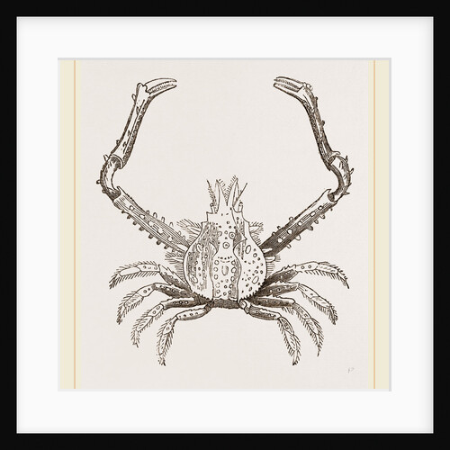 Euryonome aspera by Anonymous