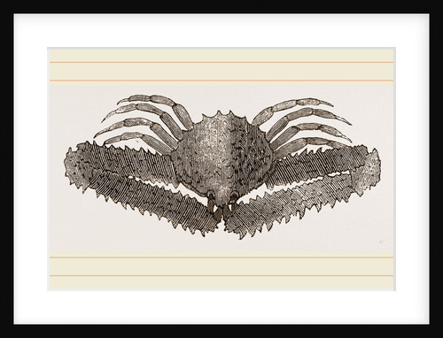 Lambrus Longimanus by Anonymous