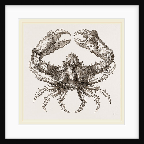 Parthenope horrida by Anonymous