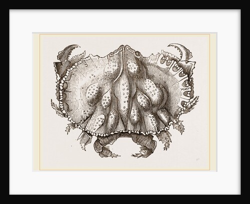 Oethra scruposa by Anonymous