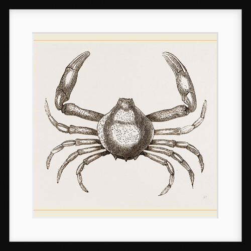 Persephona Latreilli by Anonymous