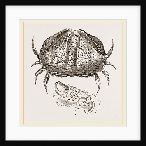 Calappa tuberculata by Anonymous
