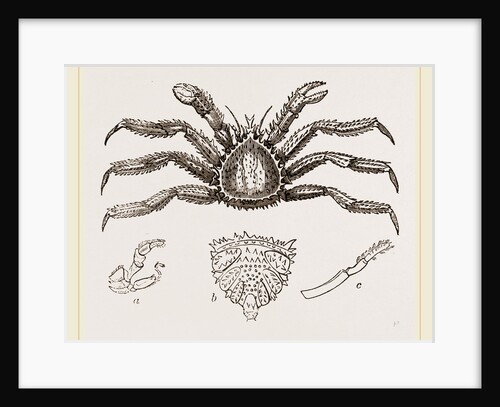 Lithodes arctica Female by Anonymous