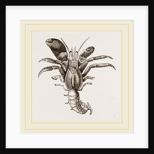 Pagurus Chilensis by Anonymous