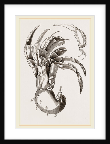 Pagurus deformis by Anonymous