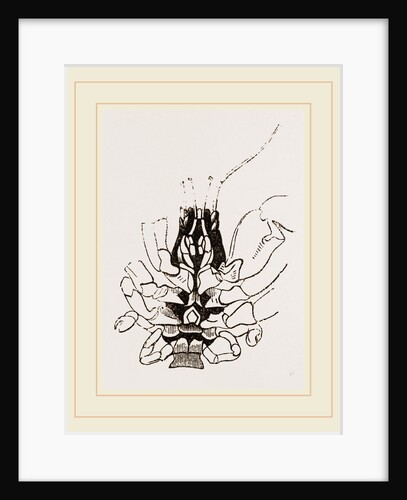 Under Side of Thorax Cenobita by Anonymous