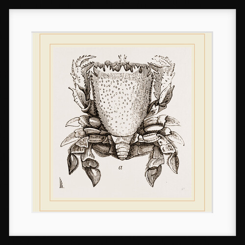 Ranina dentata by Anonymous