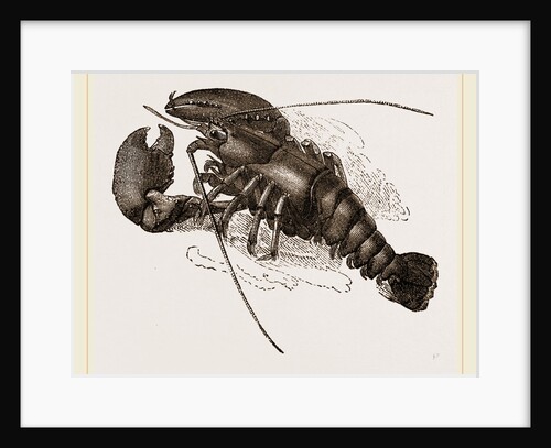 Lobster by Anonymous