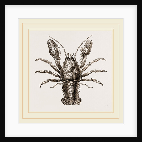 AEglea laevis by Anonymous