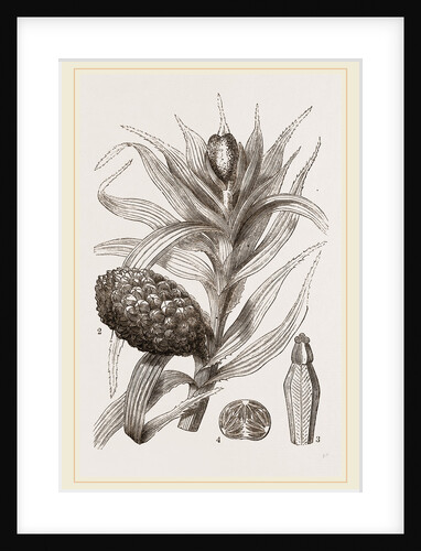 Freycinetia imbricata by Anonymous