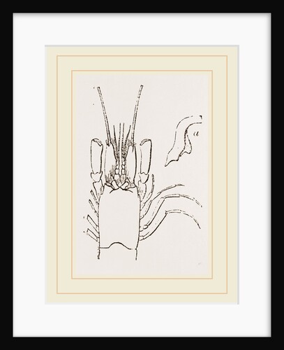 Details of Shrimp by Anonymous