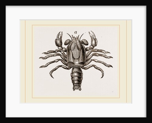 Megalopa mutica by Anonymous