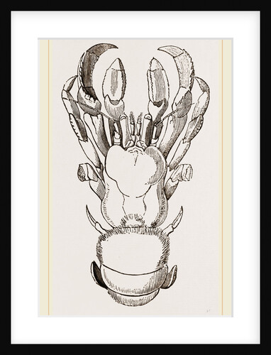 Cancellus Typus by Anonymous