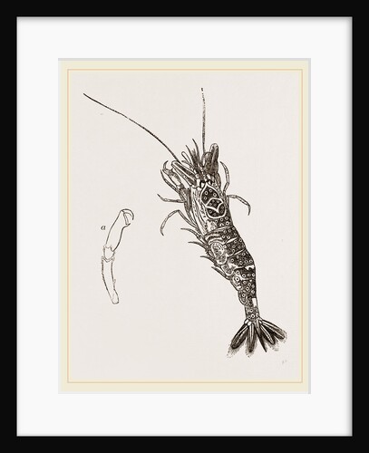 Common Shrimp by Anonymous