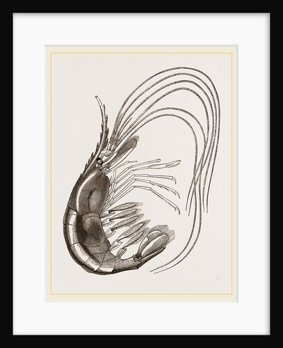 Prawn by Anonymous