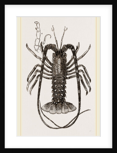 Sea Crayfish by Anonymous