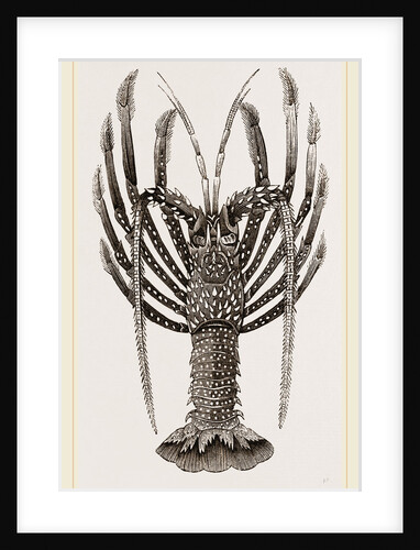 Crayfish of the Antilles by Anonymous