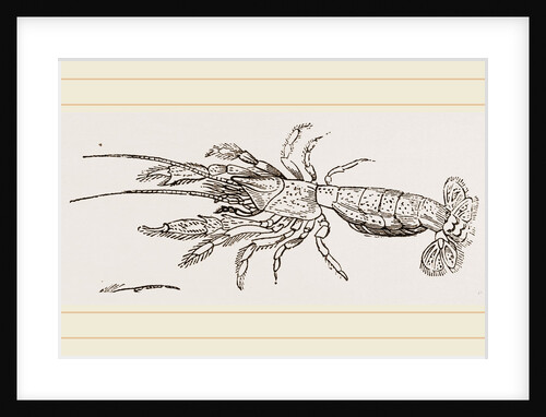 Gebia stellata by Anonymous