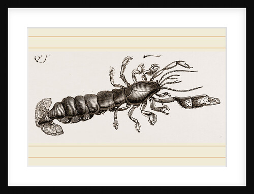 Callianassa subterranea by Anonymous