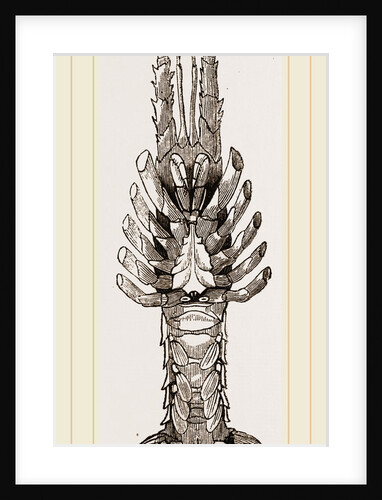 Sea Crayfish Under Surface by Anonymous
