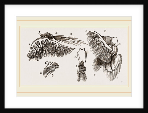 Branchiae of Stomapods by Anonymous