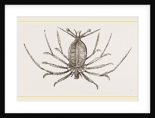 Phyllosoma commune by Anonymous