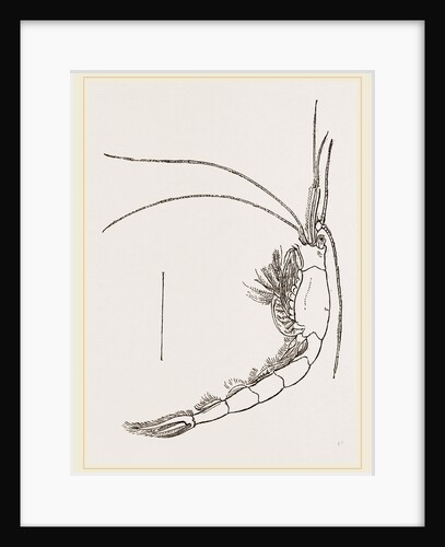 Mysis Vulgaris by Anonymous