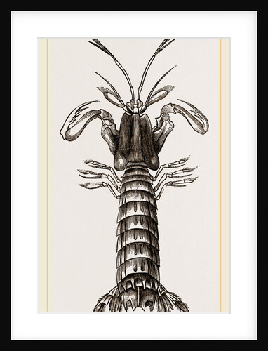 Squilla Mantis by Anonymous