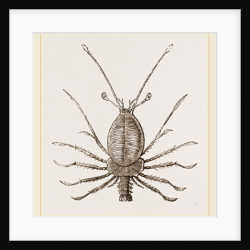 Phyllosoma clavicorne by Anonymous