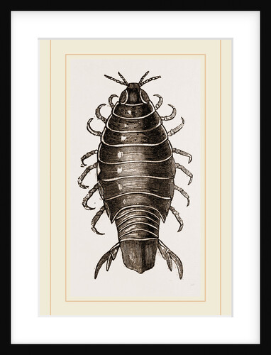 Canolira Capensis by Anonymous