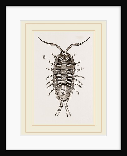 Ligia oceanica by Anonymous