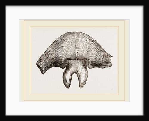 Part of Shield Asaphus platyeephalus by Anonymous