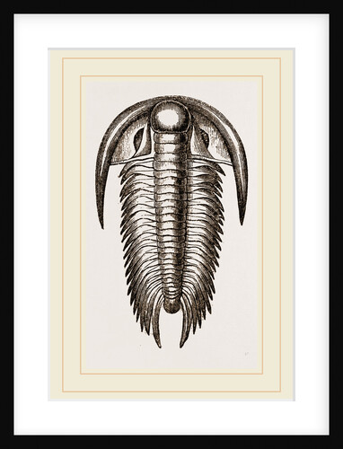 Paradoxoides Tessini by Anonymous