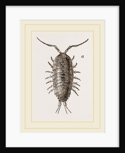 Ligia oceanica by Anonymous