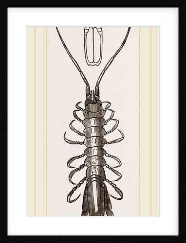 Stenosoma lineare by Anonymous