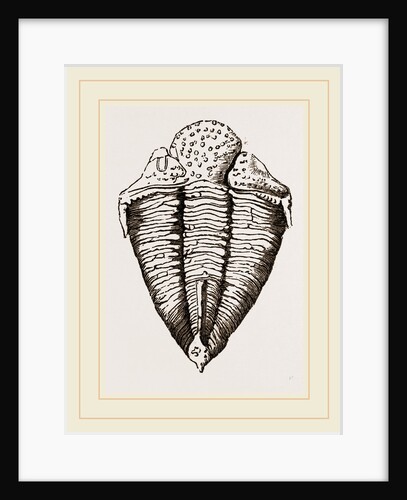 Trilobite by Anonymous