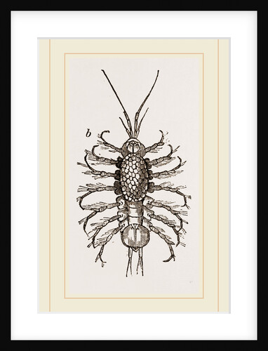 Asellus aquaticus by Anonymous