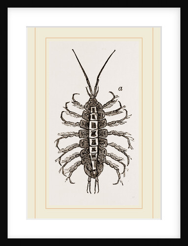 Asellus aquaticus by Anonymous
