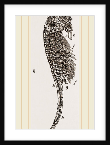 Brine Shrimp or Brine Worm by Anonymous