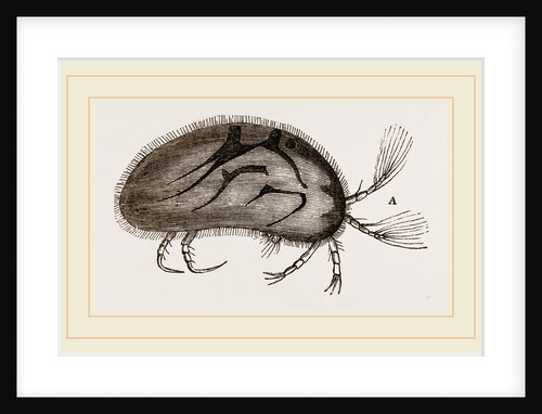 Cypris oruata by Anonymous