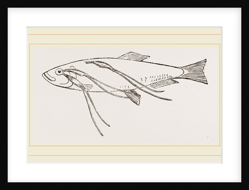 Lerneans on Sprat by Anonymous