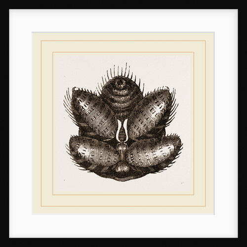 Spinnerets of Spider by Anonymous