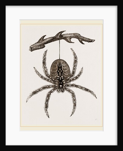 Garden Spider by Anonymous