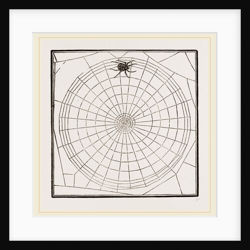 Geometric Web by Anonymous