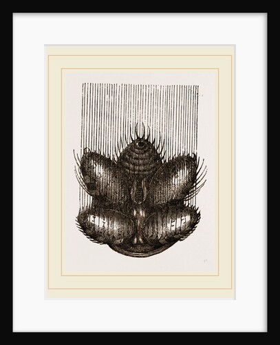 Spinnerets and Thread of Spider by Anonymous