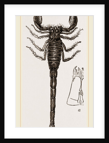 African Scorpion by Anonymous